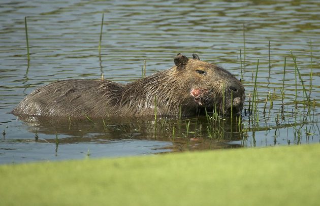 Kapibara, největší hlodavec na světě, v blízkosti golfového hřiště v Riu de Janeiro.