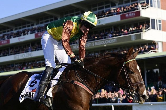 Talent won the big Pardubice in the saddle with jockey Pavel Složil.