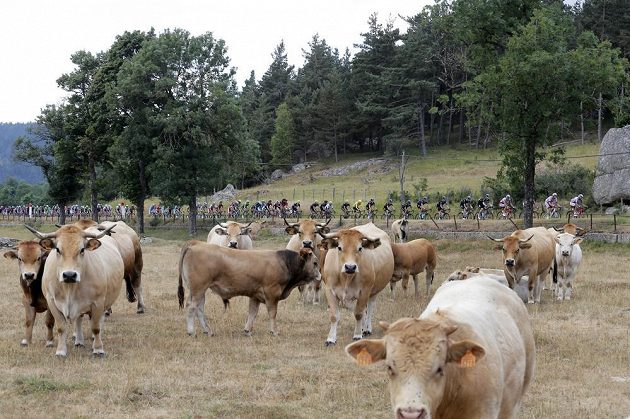 Pole se žlutým Britem Chrisem Froomem projíždí v 15. etapě Tour de France kolem jedné z farem.