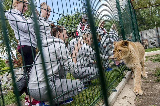 České basketbalistky v rámci přípravy před domácím ME navštívily Biopark Štít v Klamoši na Královéhradecku.