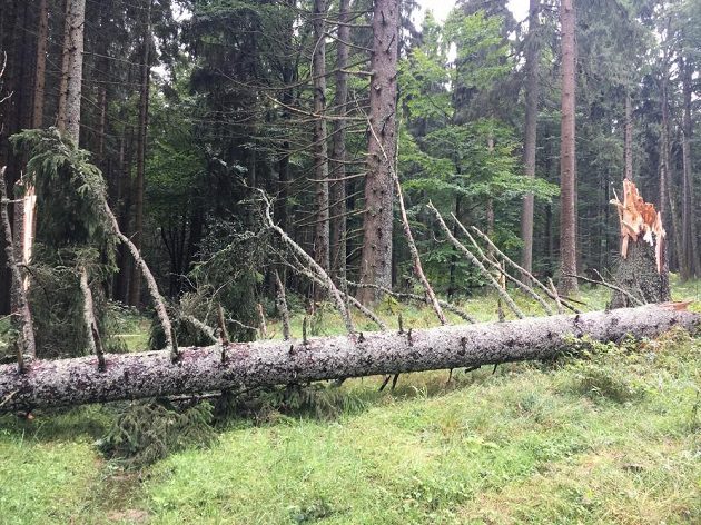 Porušené stromy stále padají. Pro bezpečnostní opatření je dobrý důvod.