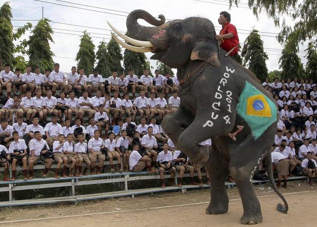 Brazilský chobotnatec musí být samozřejmě jednička! V Thajsku došlo v rámci kampaně před MS k fotbalovému zápasu slonů v barvách národních týmů proti studentům...