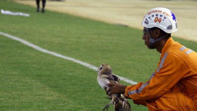 Sově, kterou panamský fotbalista surově odkopl za postranní čáru, se okmažitě dostalo péče veterinárního lékaře. Přesto zemřela. Sově, kterou panamský fotbalista surově odkopl za postranní čáru, se okmažitě dostalo péče veterinárního lékaře. Přesto zemřela.
