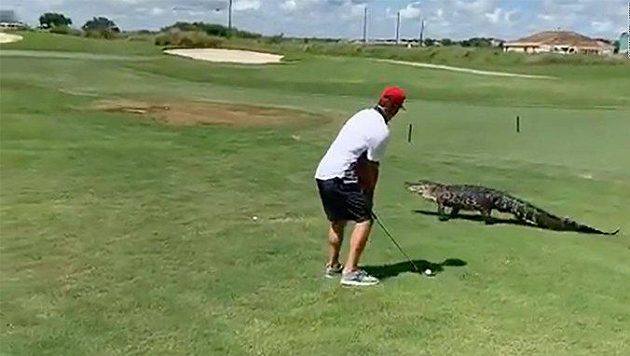 Steel Lafferty se na golfovém hřišti setkal s aligátorem. Steel Lafferty se na golfovém hřišti setkal s aligátorem.