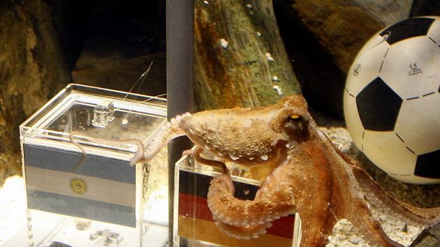 Chobotnice Paul z Oberhausenu má jasno - chápe se po krabičce s německou vlajkou, což znamená, že Němci vyřadí i Argentinu... Chobotnice Paul z Oberhausenu má jasno - chápe se po krabičce s německou vlajkou, což znamená, že Němci vyřadí i Argentinu...