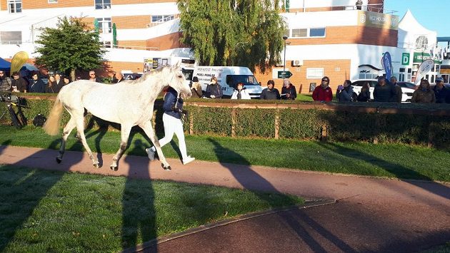 Desetiletý bělouš Star během ranní zdravotní prohlídky před 131. Velkou pardubickou. Desetiletý bělouš Star během ranní zdravotní prohlídky před 131. Velkou pardubickou.