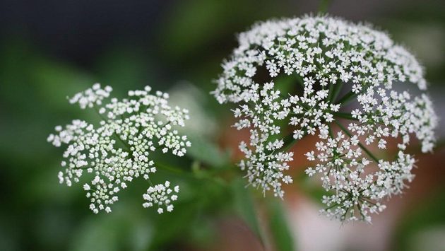 Květ bršlice (Aegopodium podagraria). Květ bršlice (Aegopodium podagraria).