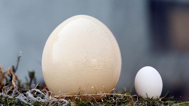 Pštrosí vejce a slepičí vajíčko. Bílovinu najdete v obou. Kde více? Pštrosí vejce a slepičí vajíčko. Bílovinu najdete v obou. Kde více?