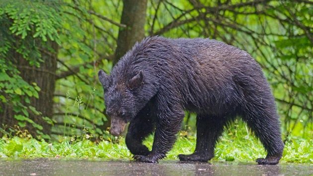 Medvěd černý se člověku většinou raději vyhne. (ilustrační foto) Medvěd černý se člověku většinou raději vyhne. (ilustrační foto)