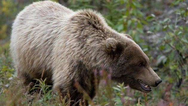 Dospělý grizzly může mít až téměř 700 kilogramů, utéct mu je nemožné. Dospělý grizzly může mít až téměř 700 kilogramů, utéct mu je nemožné.