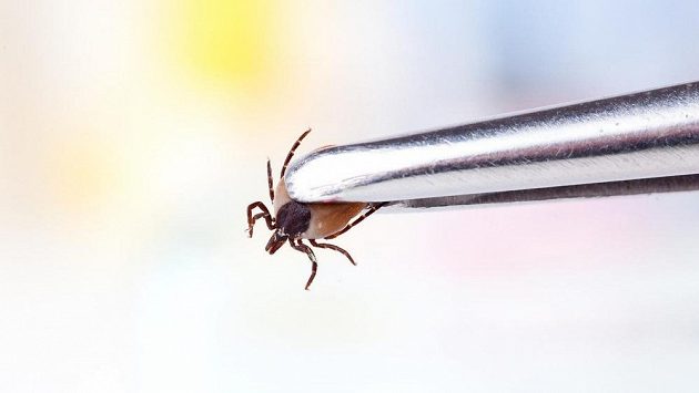 Malé klíště může být zdrojem velkých problémů. Malé klíště může být zdrojem velkých problémů.