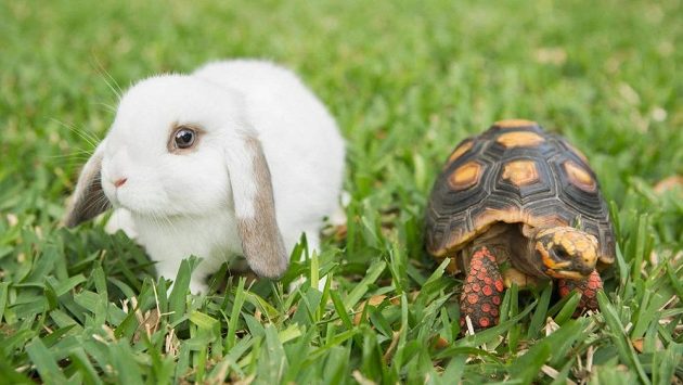 Želva a zajíc spolu tentokrát nezávodili. Želva a zajíc spolu tentokrát nezávodili.