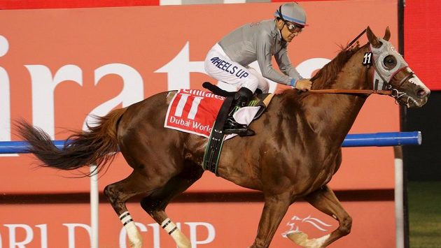 Hřebec California Chrome s žokejem Victorem Espinozou ovládli Světový pohár v Dubaji. Hřebec California Chrome s žokejem Victorem Espinozou ovládli Světový pohár v Dubaji.