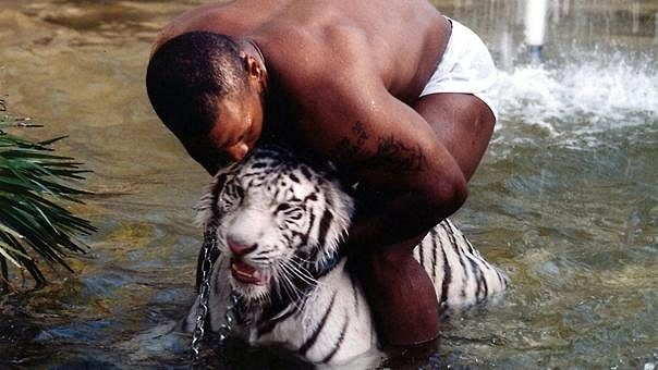 Mike Tyson s jedním ze svých tygřích mazlíčků. Mike Tyson s jedním ze svých tygřích mazlíčků.