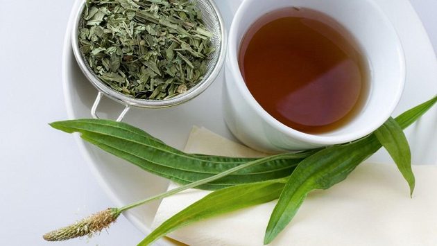 Jitrocel kopinatý obsahuje ze všech druhů této rostliny nejvíce účinných látek. Jitrocel kopinatý obsahuje ze všech druhů této rostliny nejvíce účinných látek.
