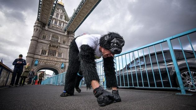Mr. Gorilla na trati londýnského maratonu. Mr. Gorilla na trati londýnského maratonu.