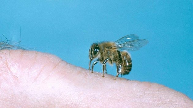 Včela lidem nosí med, ale i nepříjemné opuchliny. Včela lidem nosí med, ale i nepříjemné opuchliny.