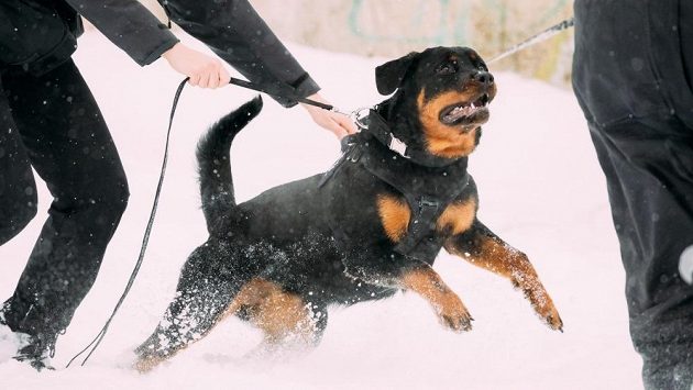 Některým psím miláčkům je lepší se raději vyhnout. Některým psím miláčkům je lepší se raději vyhnout.