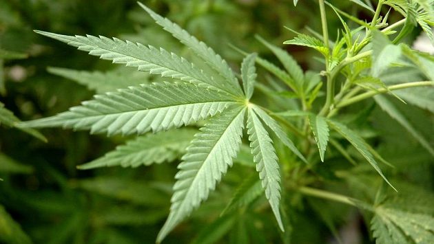 Marihuana. Může běžcům pomoci? Marihuana. Může běžcům pomoci?