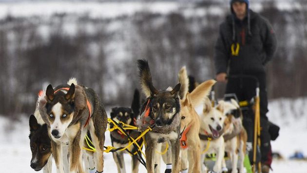Slavný závod psích spřežení Iditarod na Aljašce - ilustrační foto. Slavný závod psích spřežení Iditarod na Aljašce - ilustrační foto.