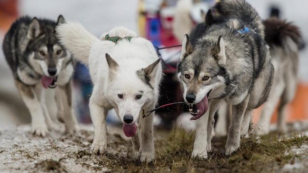 Obleva ukončila 20. ročník čtyřetapového závodu psích spřežení Šediváčkův long. Obleva ukončila 20. ročník čtyřetapového závodu psích spřežení Šediváčkův long.