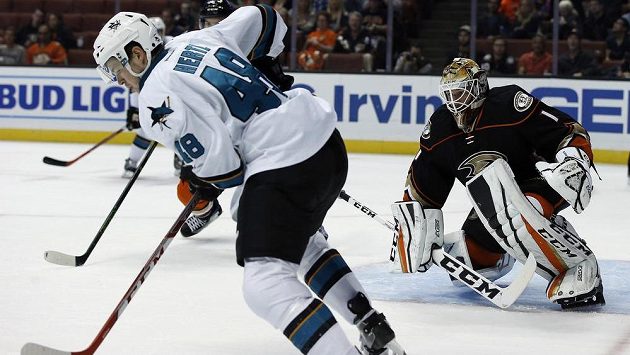 Útočník San Jose Sharks Tomáš Hertl během přípravného duelu s Anaheimem. Útočník San Jose Sharks Tomáš Hertl během přípravného duelu s Anaheimem.