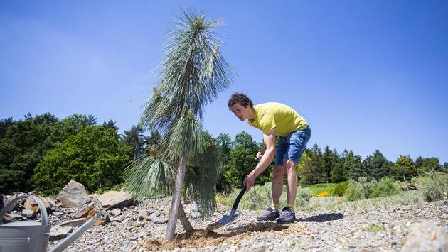 Adam Ondra vysadil v Botanické zahradě v Praze-Troji borovici arizonskou. Adam Ondra vysadil v Botanické zahradě v Praze-Troji borovici arizonskou.