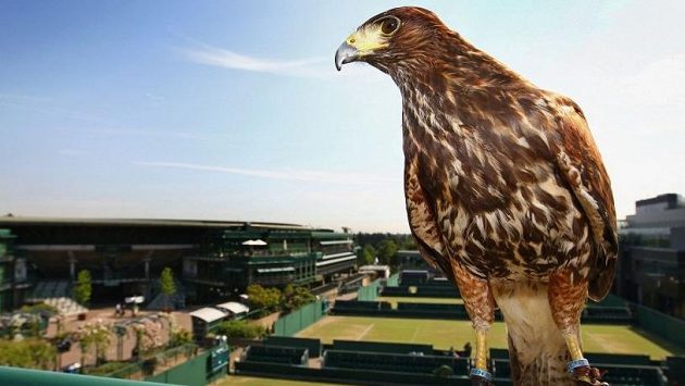 Bez jestřába Rufuse se Wimbledon neobejde Bez jestřába Rufuse se Wimbledon neobejde