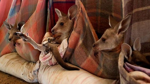 Klokaní školka pro osiřelá mláďata, která byla zachráněna během rozsáhlých požárů v Austrálii. Klokaní školka pro osiřelá mláďata, která byla zachráněna během rozsáhlých požárů v Austrálii.
